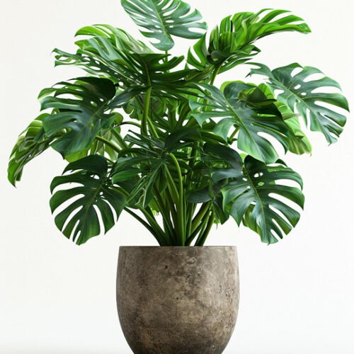 product 01